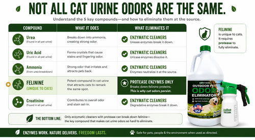 Cat Urine Odor Remover: Why Cat Pee Smells Worse and How to Fix It